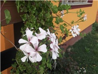 e5e2e8ad-Picture 004.jpg